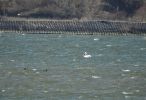 Dalmatian Pelican Pelecanus crispus on the Danube River Marko Sciban